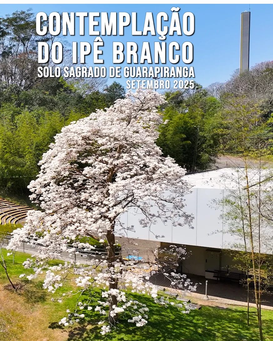 Capa do vídeo “Contemplação dos Ipês Brancos - Solo Sagrado de Guarapiranga | Setembro / 2025”