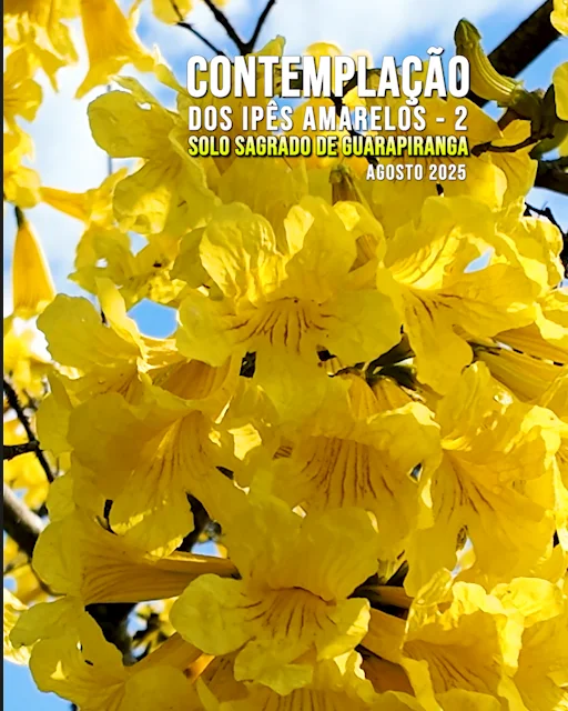 Capa do vídeo “Contemplação dos Ipês Amarelos 2 - Solo Sagrado de Guarapiranga | Agosto / 2025”